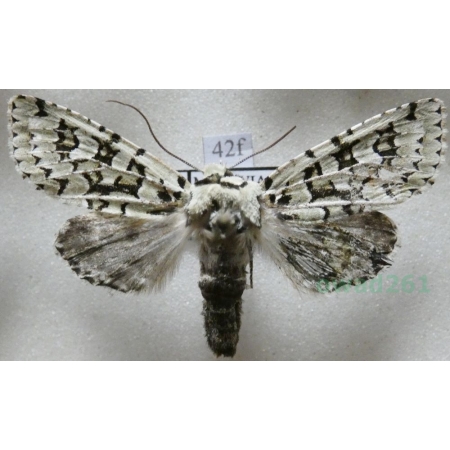 Dichonia aprilina (Linnaeus, 1758) Ochybnica runiówka Czech42f